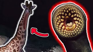 PARASITE turns ANIMALS into MONSTERS - Leovincible