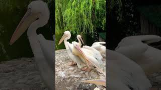 Zoo Chișinău #zoo #pelicans #moldova #animals #nature