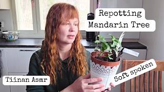 ASMR | Repotting My Mandarin Tree for Spring 🌿Soft spoken with accent screenshot 5