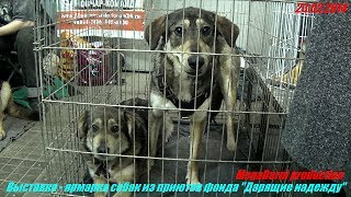 Выставка - ярмарка собак 23 февраля 2014. Выставка - ярмарка собак 23 февраля 2014.