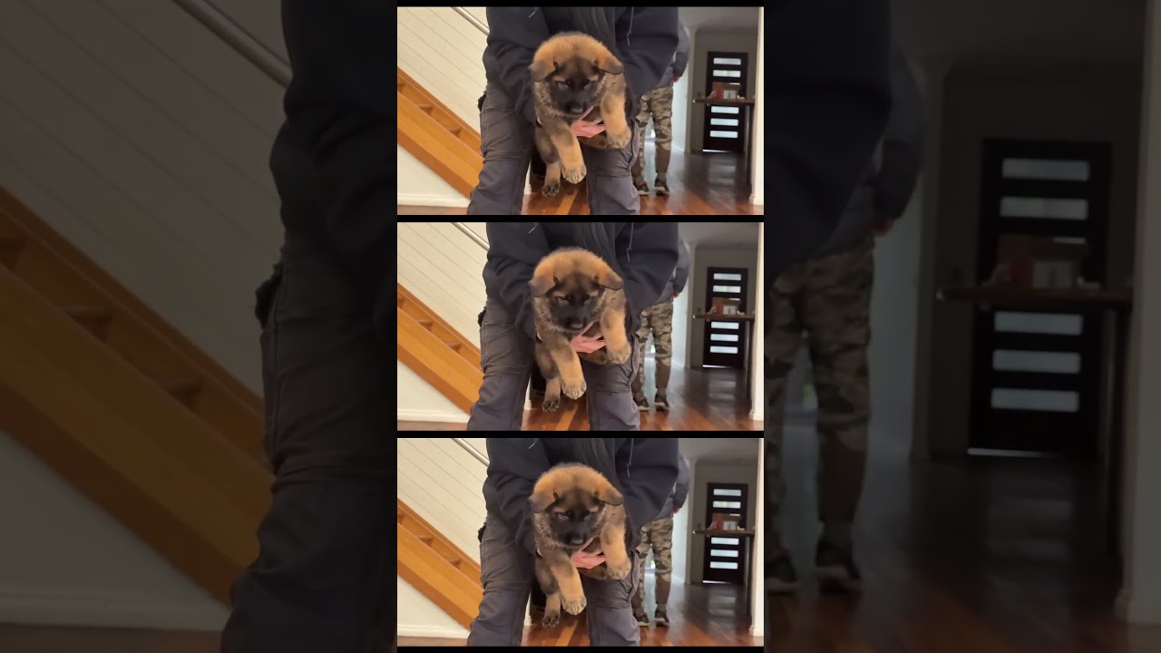 Temperament Testing Sable Female German Shepheard Puppy #puppy #germanshepheard #gsds