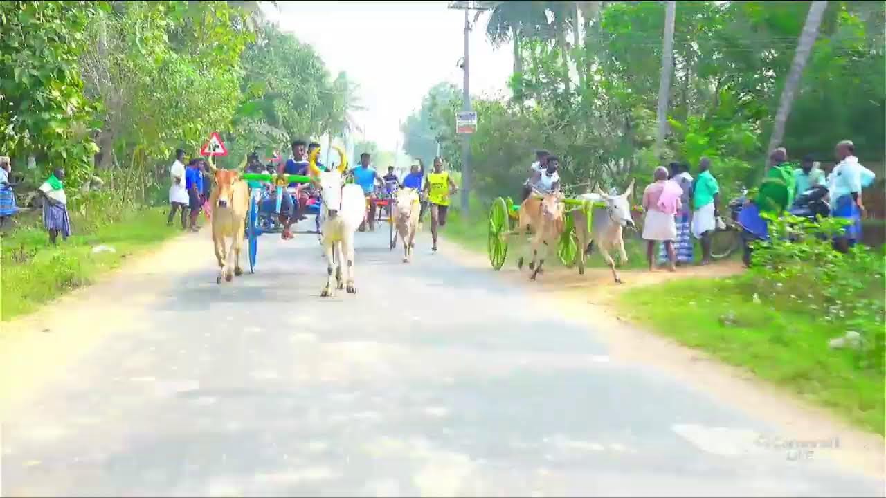 புதுக்கோட்டை மாவட்டம்  கூகனூர்  பெரியமாடு