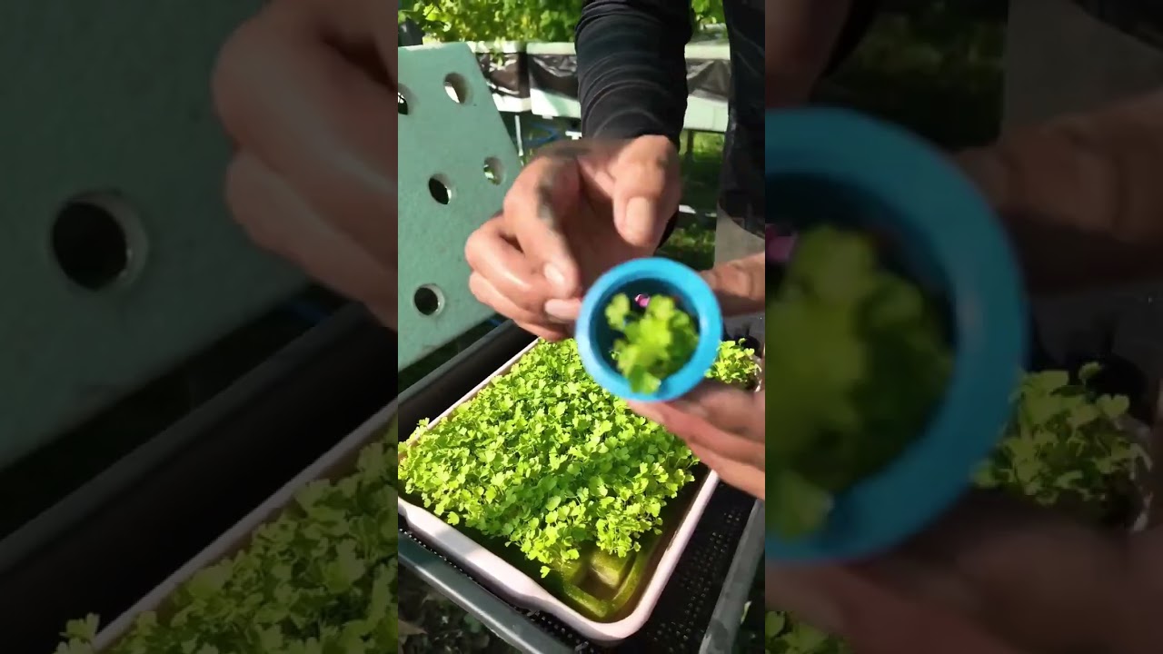 วิธีปลูกขึ้นฉ่ายในกล่องโฟม