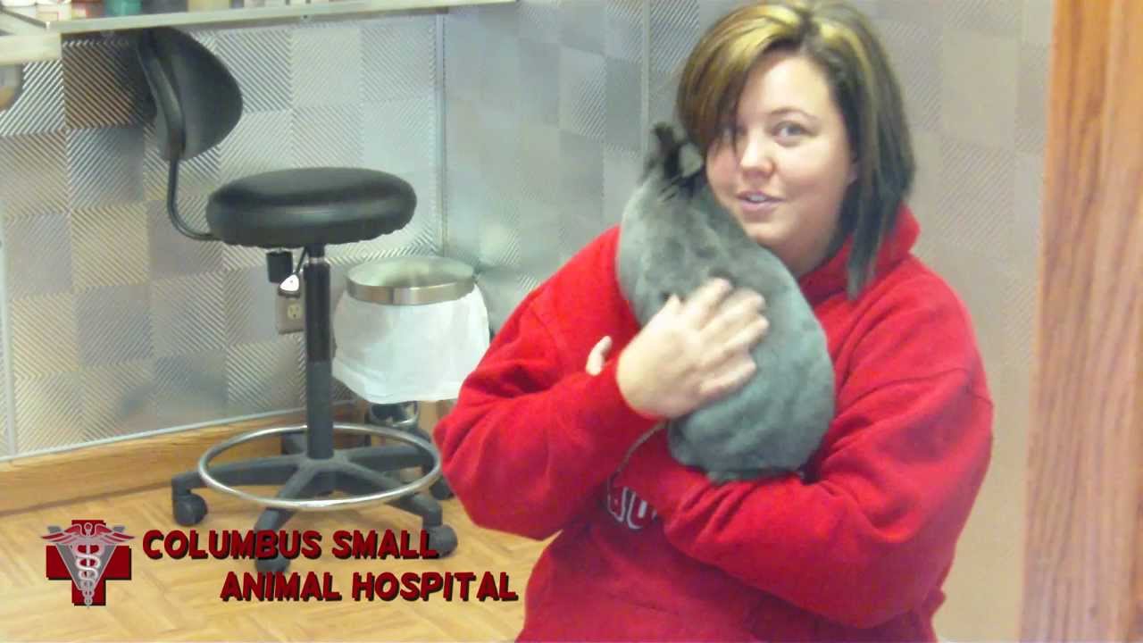 Noel the Rabbit has knee surgery 