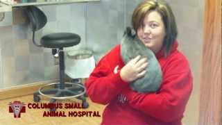 Noel the Rabbit has knee surgery
