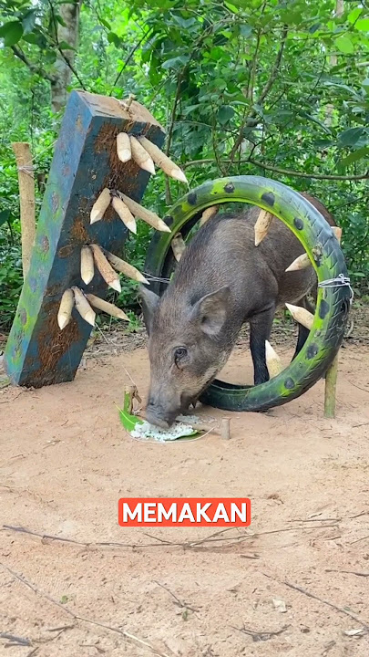 Perangkap Babi Liar Langsung Wajib Ketangkap #animaltrap #animals #pigtrap