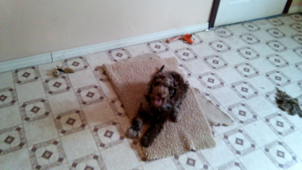 Dog Board and Training Dogs4life in North Aurora IL YouTube