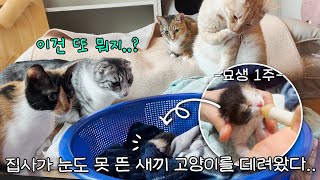 온 가족이 엄마 잃은 아기 고양이를 이뻐하는 법!