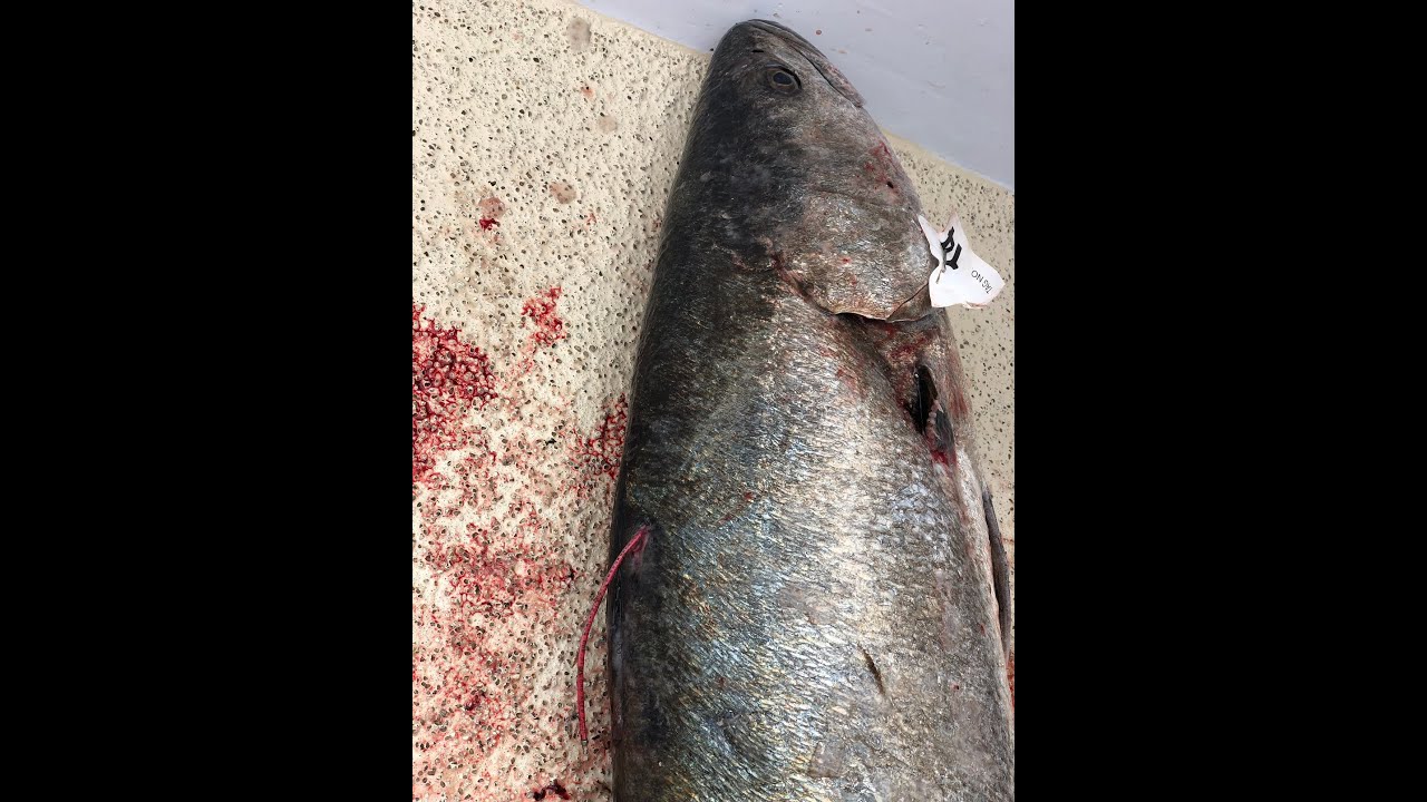 IndoUSA Fishing Club White Sea BASS with the tag YouTube