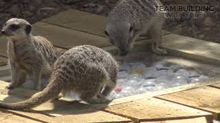 Meerkat ball-pit, enrichment team build at Yorkshire Wildlife Park