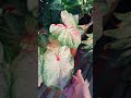 Un pequeño update de mi cactus 🌵 #subscribe #shorts