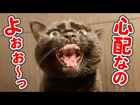 飼い主の事が心配で1mmも離れたくない、超甘えん坊な猫