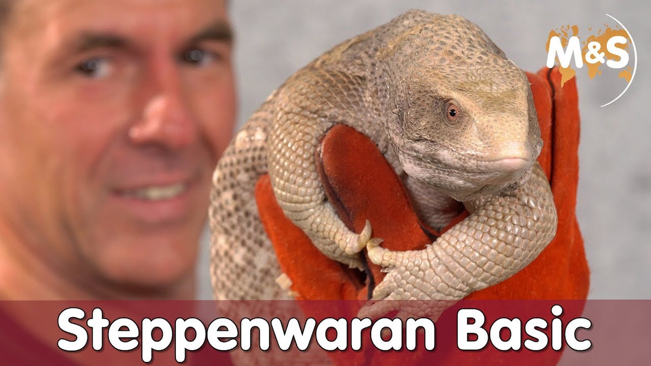 Steppenwaran Basic | Savannah monitor | Reptil TV