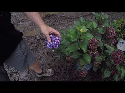 #TreeTipTuesday - Hydrangea macrophylla 'BloomStruck"