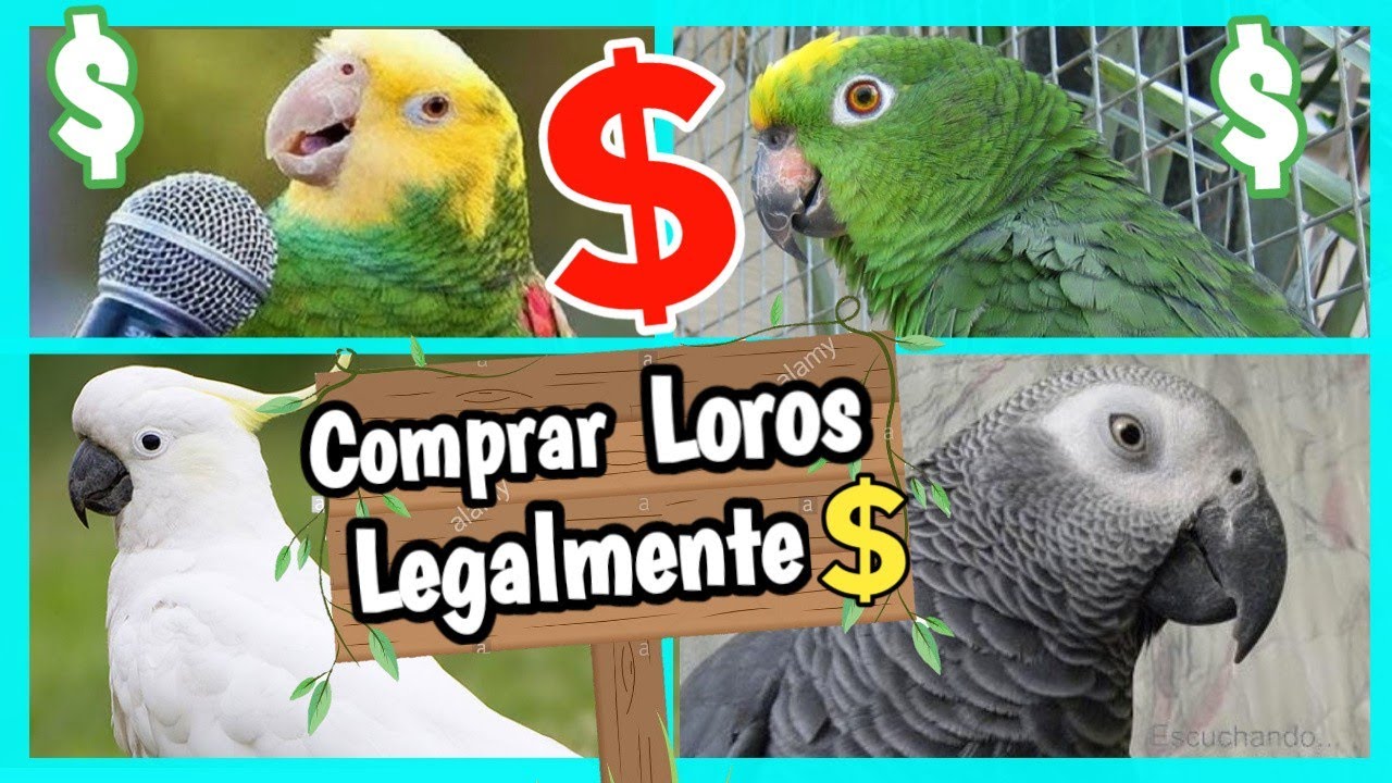 legislación Abrasivo Tesauro COMPRAR LOROS que HABLAN de FORMA LEGAL 💲🦜🐦💸 - YouTube