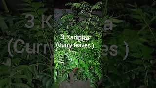 Five must have plants in every house #plants #terrace #garden #gardening ##shorts #youtubeshorts