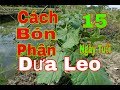Kỹ thuật, cách bón phân dưa leo(dưa chuột) 15 ngày tuổi /Tâm Thành TV