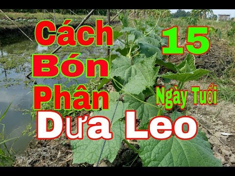 Video: Bón Thúc Cho Dưa Chuột Ngoài Ruộng: Các Biện Pháp Dân Gian Và Phân Bón. Những Gì Và Làm Thế Nào để Cho ăn Lần đầu Tiên Sau Khi Xuống Tàu? Tưới Nước Lần Thứ Hai Thì Có Gì Tốt Hơn?