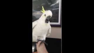 Download Lagu Peri meets John Williams (Part 2) MP3