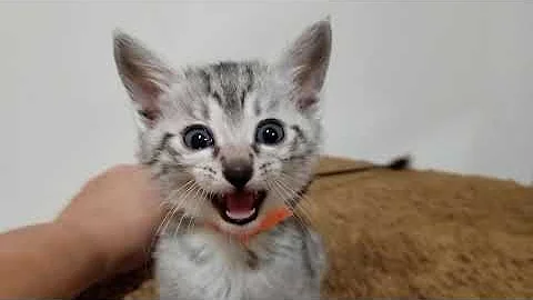 Video 1281171: silver egyptian mau kittens, kitten boy