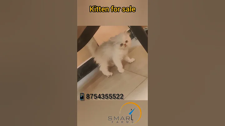 Video 11147381: persian kitten pets animal, persian cat, farm