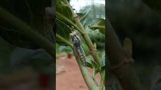 Butterfly Life Cycle | 4 Amazing Stages Explained with Real Video