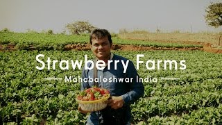 Visit to Strawberry farms | Mahabaleshwer | India
