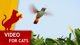 Cat Games  Get That Hummingbird (4K Video for Cats to watch) with Classic Music!