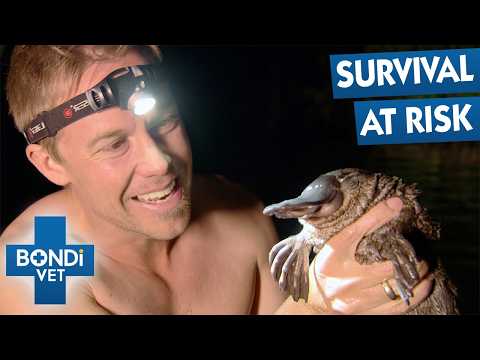 Catching Wild Platypuses Is More Dangerous Than It Looks | Bondi Vet