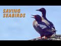 The risky business of saving seabirds salish sea wild