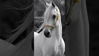 Alabina - Alabina Resimi