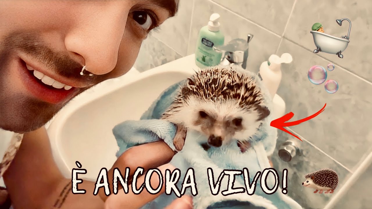 FACCIAMO IL BAGNETTO ESTIVO AD HARVEY, IL MIO RICCIO AFRICANO! 🦔 | Vlog 07/agosto/2023