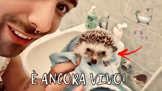 FACCIAMO IL BAGNETTO ESTIVO AD HARVEY, IL MIO RICCIO AFRICANO ? | Vlog 07/agosto/2023