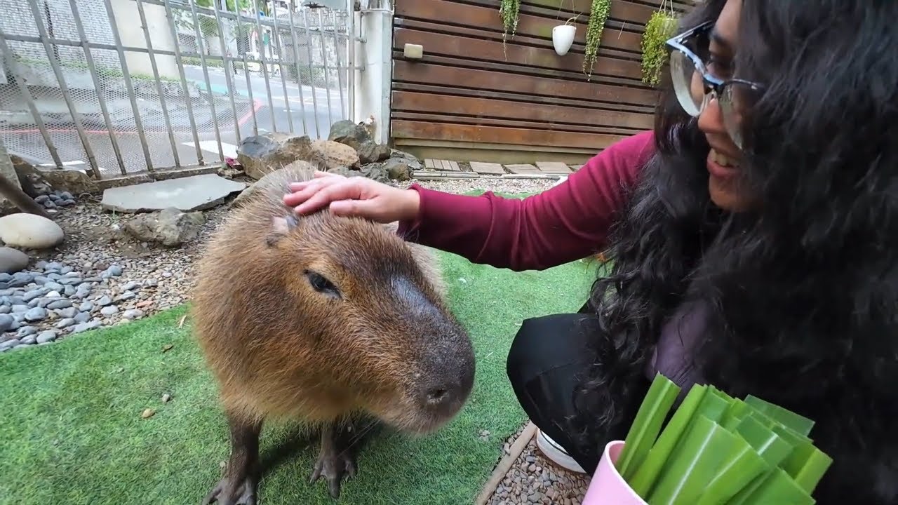 Taipei Capybara Experience in Capybara Knight Cafe - Taiwan 2026 🇹🇼
