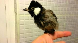 My Pet BulBul Bird Make a Voices