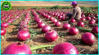 The Most Modern Agriculture Machines That Are At Another Level , How To Harvest Onions In Farm ▶12