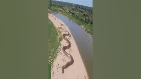 World  Biggest Snake in Amazon Jungle #shorts