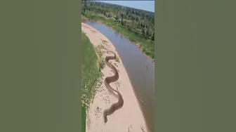 World  Biggest Snake in Amazon Jungle #shorts