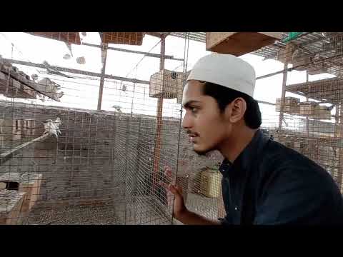 Java birds || Java breeding Setup || Java Sparrow || Java Sparrow Breeding Progress || Exotic Birds
