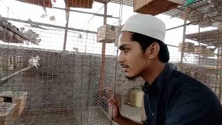Java birds || Java breeding Setup || Java Sparrow || Java Sparrow Breeding Progress || Exotic Birds