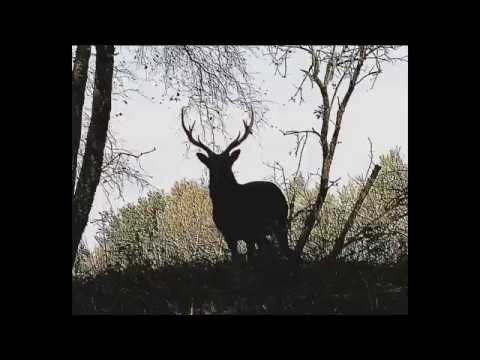 Youtube: L’Animalerie au Transbordeur (15/12/2018)