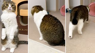 🐈寂しそうに去って行く猫 #shorts