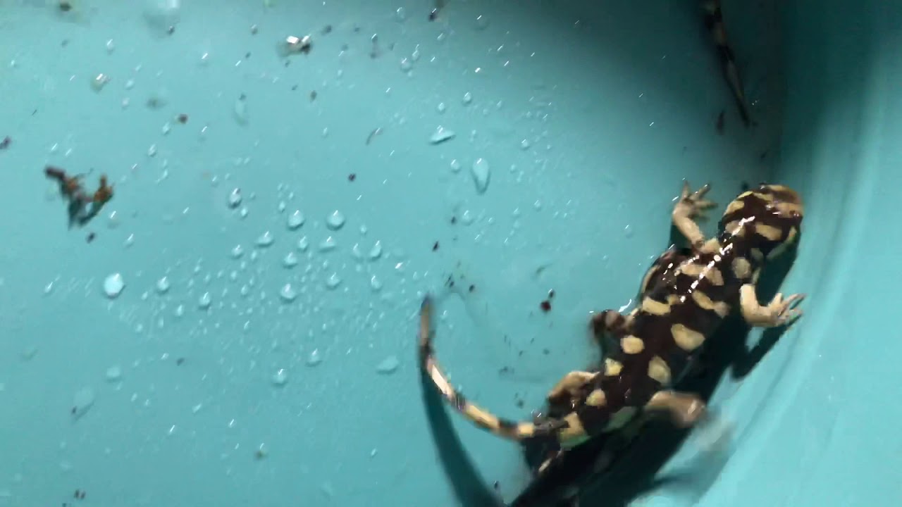 Baby barred tiger salamanders - YouTube