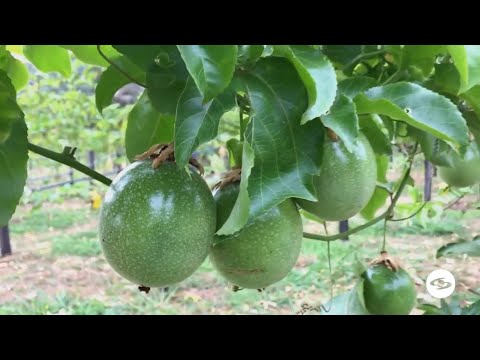 Video: Siembra de bok choy: conozca los requisitos de espacio para el bok choy