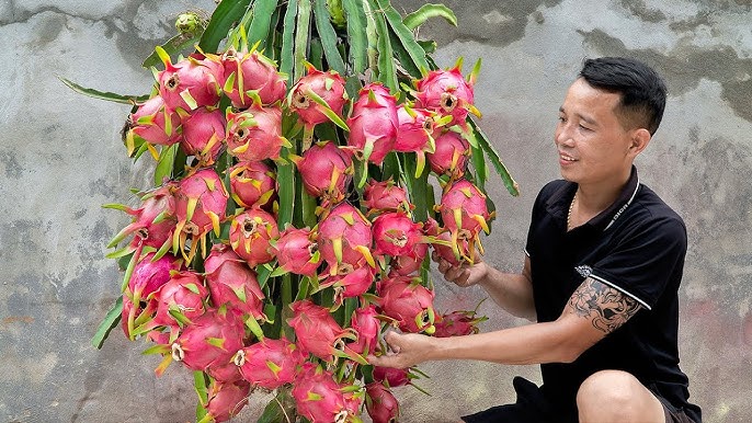 Where Does Dragon Fruit Come From?