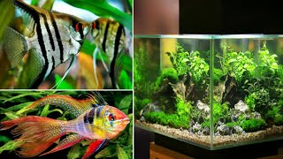 lihat jenis 10 ikan hias air tawar aquarium langka dan mahal yang Hampir Punah