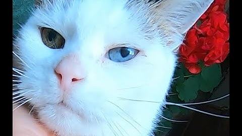 How To Give a Pill To a Cat-For Beginners