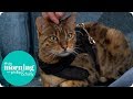 How to Pet a Cat | This Morning