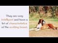 12 Interesting Facts You May Not Know About Boxer Dog