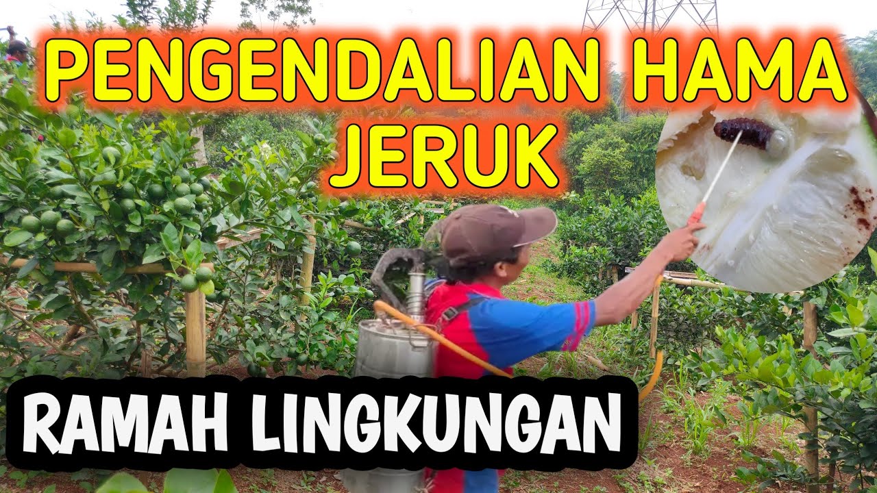 GERAKAN PENGENDALIAN OPT JERUK | BT PLUS | BALAD MANG TANI